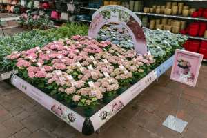 Spring Days by Brands of Plants