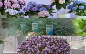 Versterkte samenwerking tussen drie plantenmerken