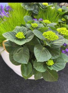 Wij zijn erbij: PLANTARIUM|GROEN-Direkt, Boskoop