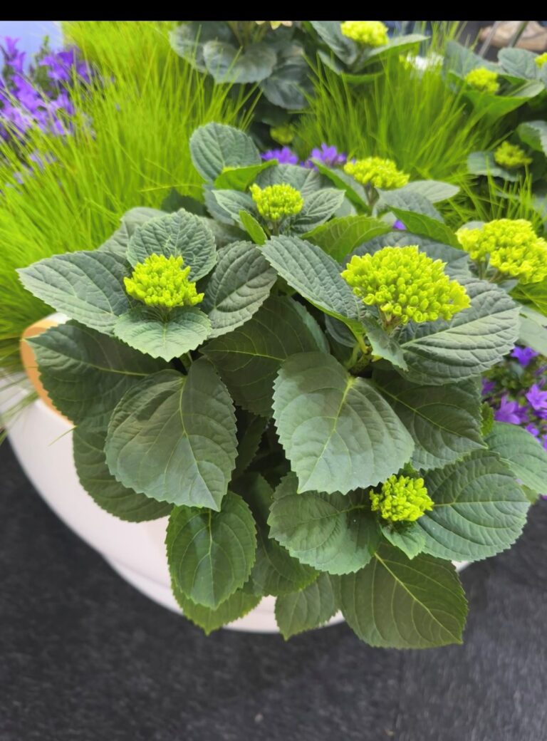 Coming up: Our Participation in the PLANTARIUM|GROEN-Direkt Trade Fair in Boskoop, Holland