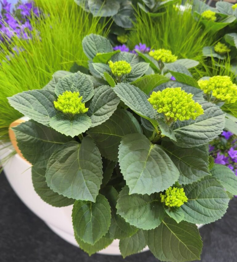 Demnächst: Unsere Teilnahme an der PLANTARIUM|GROEN-Direkt Messe in Boskoop, Holland